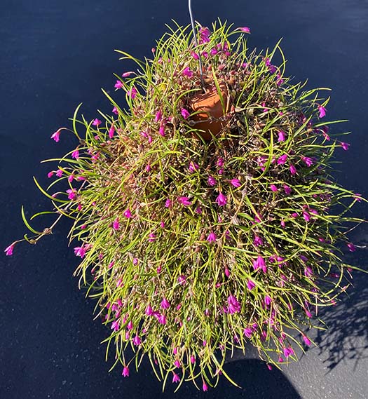Southern California Orchid Species Society