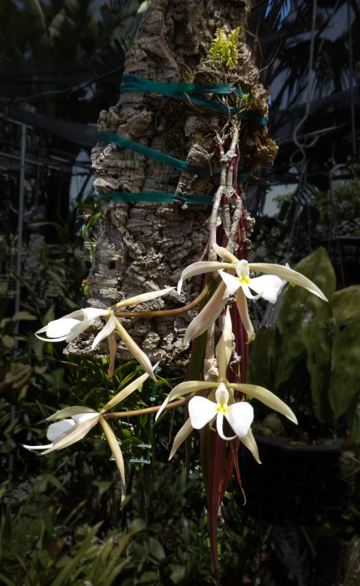Small Plants Bulbophyllum wendlandianum Rare orchid species Compact