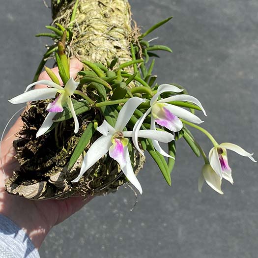 Leptotes Southern California Orchid Species Society 6-2022