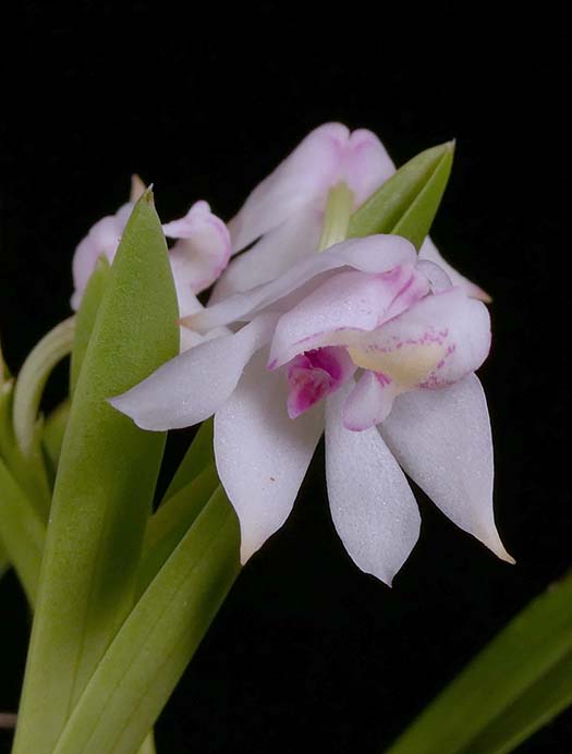 Polyorchids Southern California Orchid Species Society
