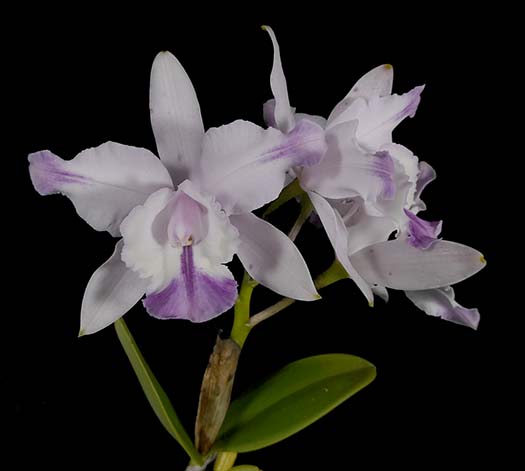 Southern California Orchid Species Society 05-23