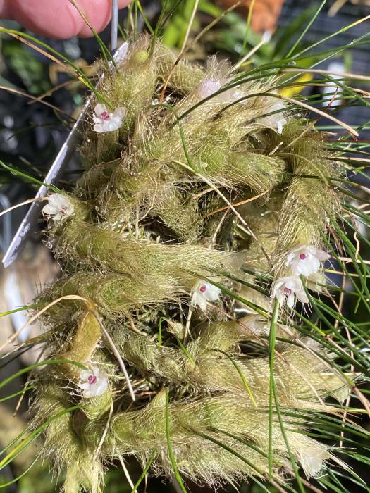 Southern California Orchid Species Society 12-2019
